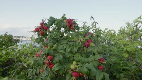 Roter-Obstbaum-Direkt-Am-Meer,-Weitwinkelaufnahme