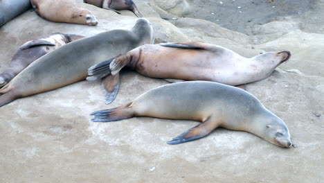 Leones-Marinos-Descansando-En-La-Jolla-Cove-En-San-Diego,-California