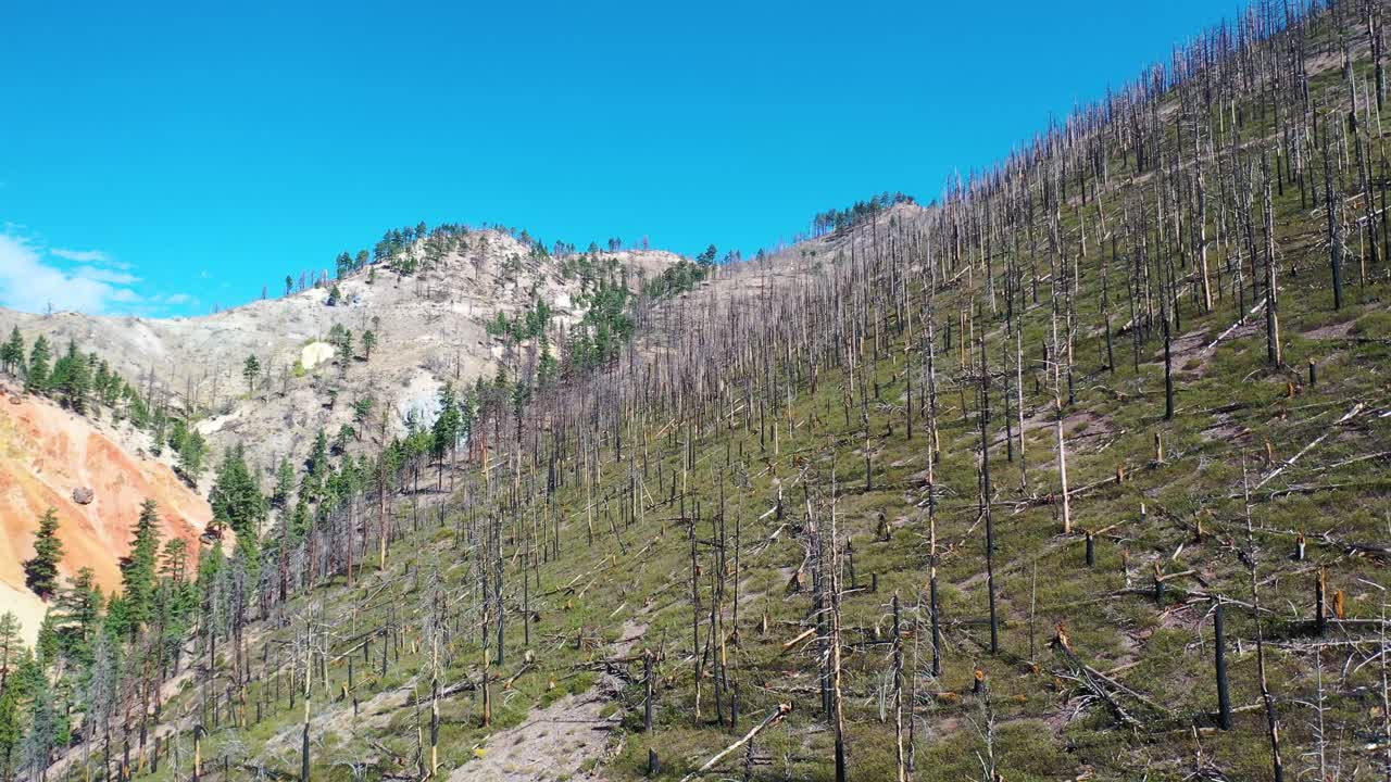 аэрофотосъемка обгоревших лесов с восстанавливающейся растительностью вблизи озера тахо, калифорния