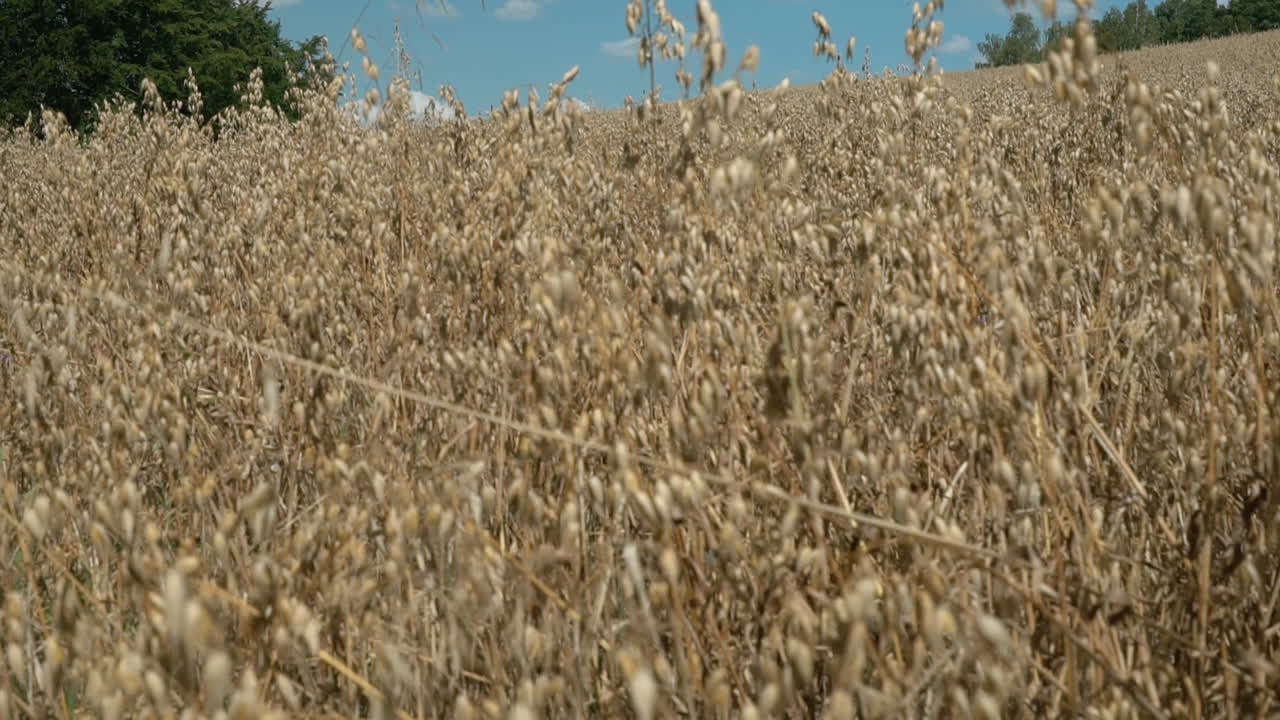 Bad crop wheat cereal growth Spain product