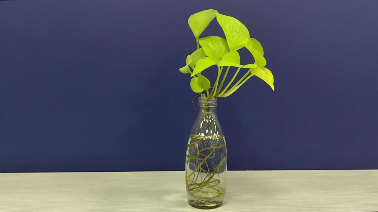 Peaceful and aesthetic stock footage of money plant in clear glass bottle with roots visible, placed on wooden table against solid blue background. modern, minimalistic and nature-inspired visuals.