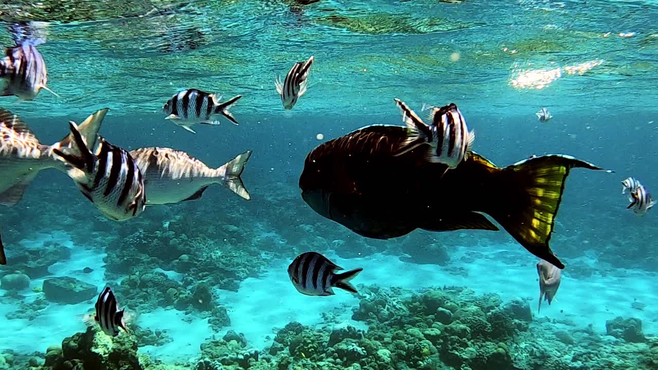 Scena sottomarina con un banco di pesci sergente scissortail e pesci pappagallo che nuotano vicino alla superficie dell'oceano blu