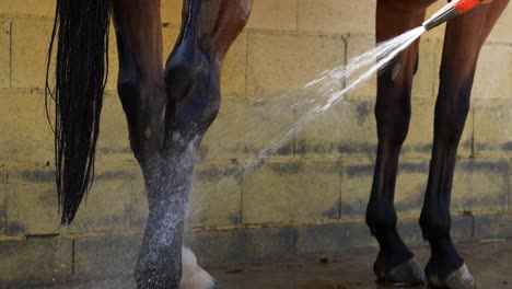 Detail shot of horse legs being soaked by a hose while bathing continues in the stable
