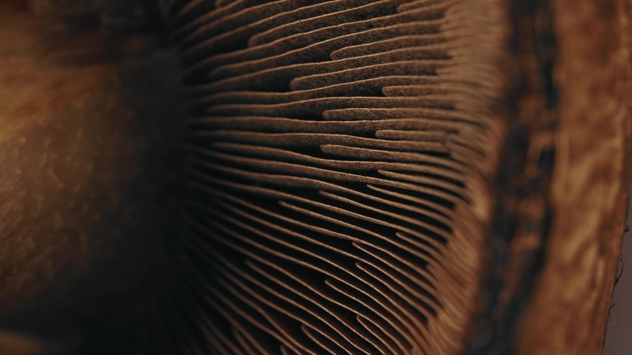 Ekstremt nærbillede med et makroobjektiv af undersiden af en Portobello-champignon. Optaget i 4K.