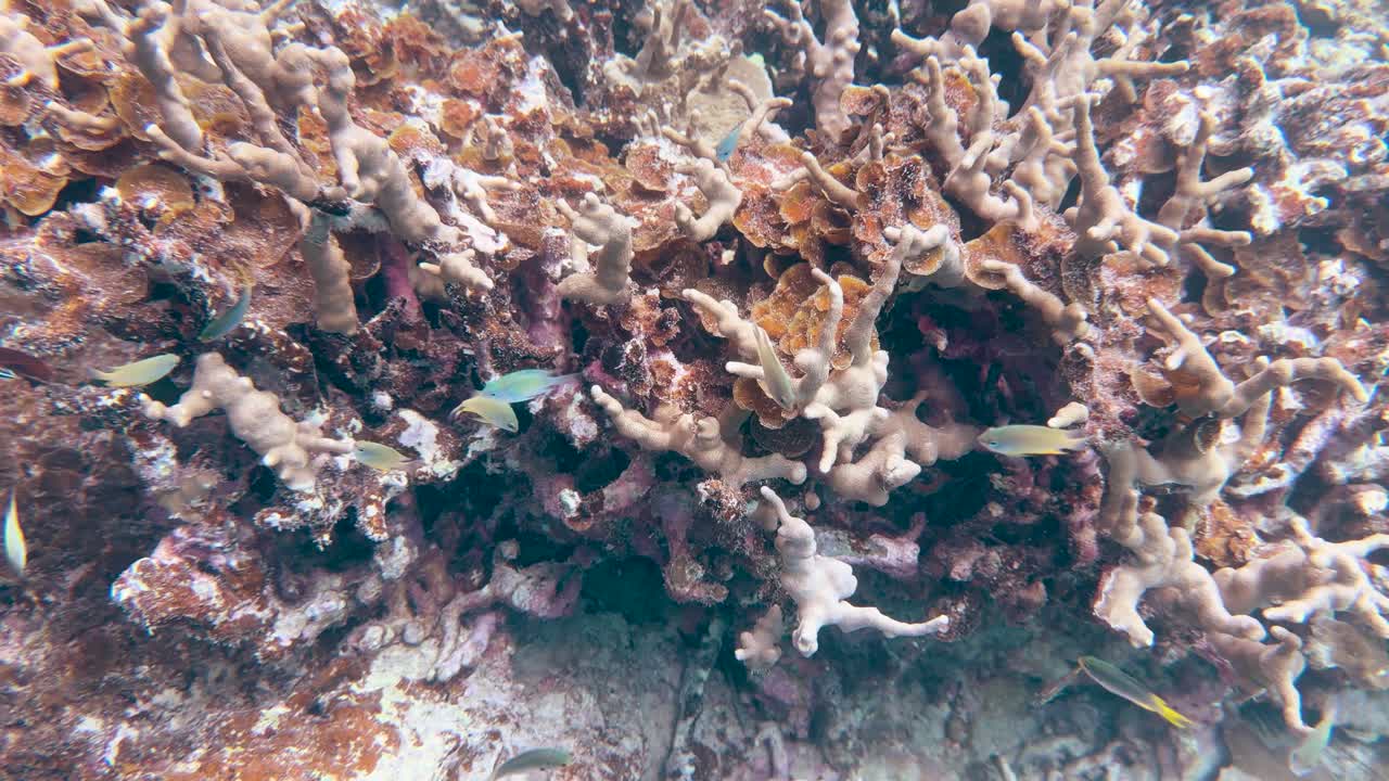 Piccoli pesci tropicali nuotano attraverso una densa barriera corallina in acque limpide dell'Oceano Pacifico