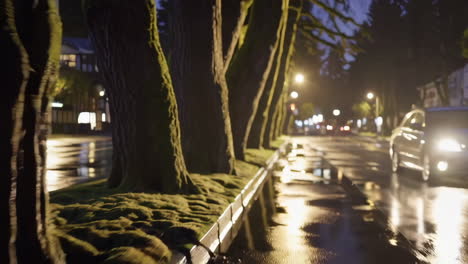 rainy night street view with trees and moss