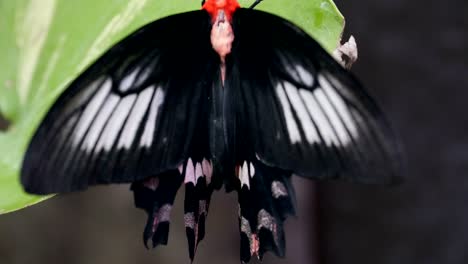 black and white butterfly hanging on a branch