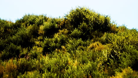 beach dunes with long grass