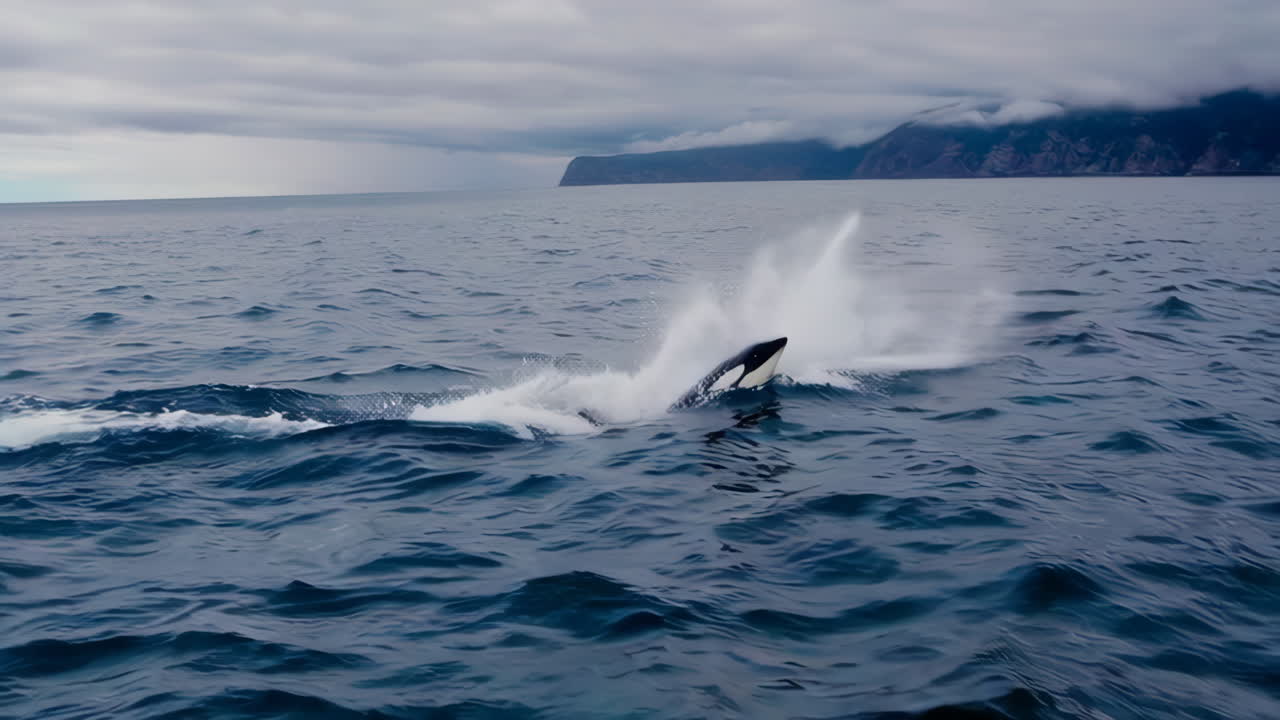 Orca Jumping in the Ocean