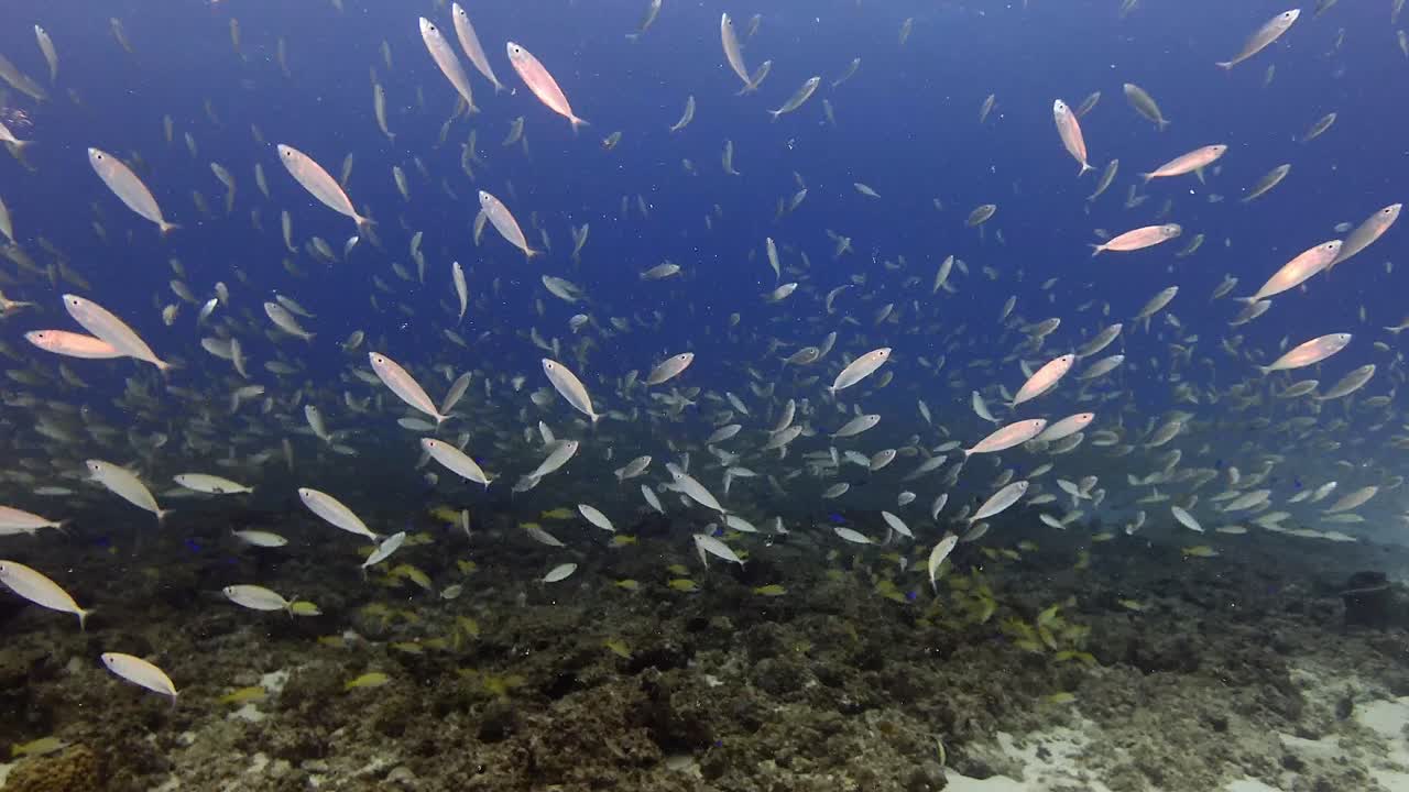 Vista subacquea di un denso banco di piccoli pesci di barriera che si muove sopra un fondale sabbioso e formazioni coralline a Mauritius, creando un movimento marino calmo e un ritmo oceanico naturale.