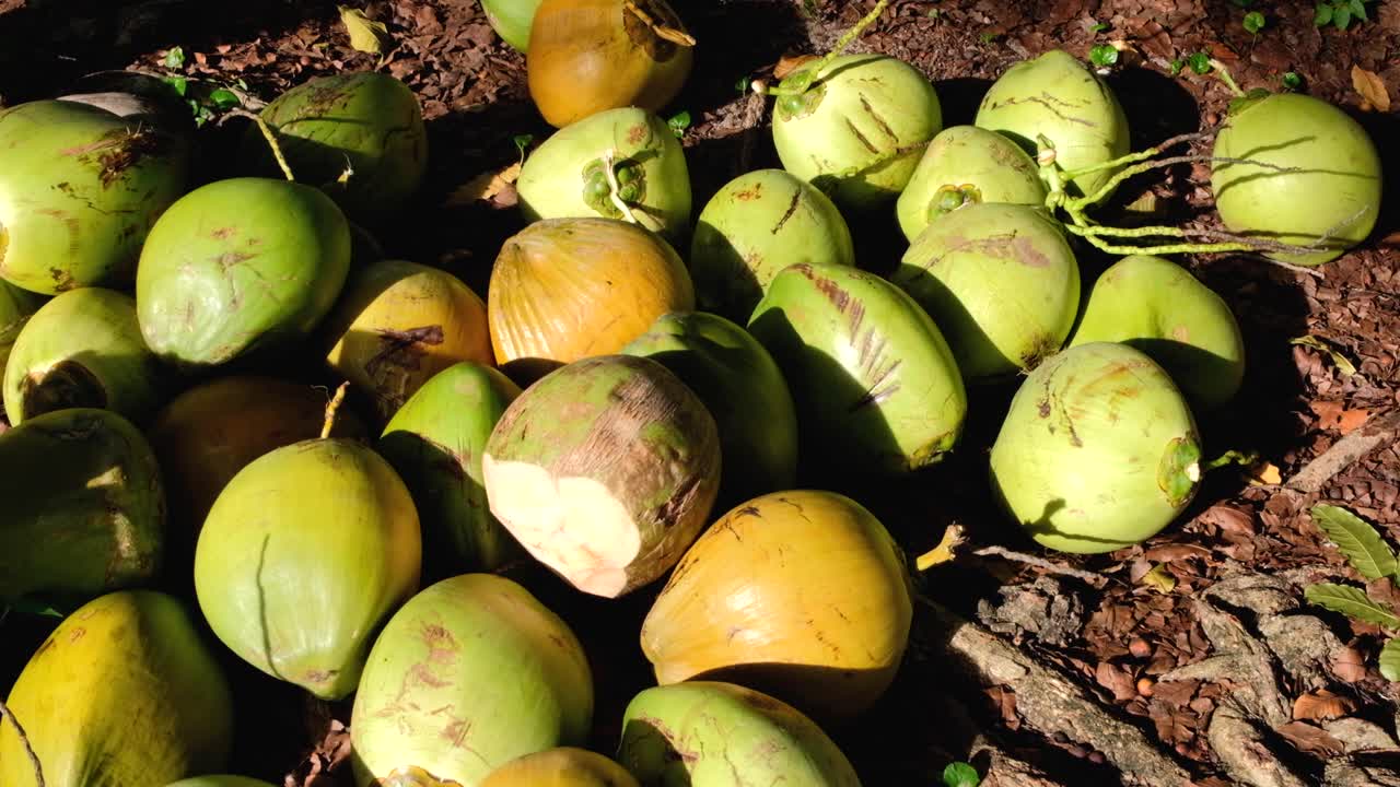 una gran pila de deliciosos cocos maduros cortados y listos para una refrescante bebida natural para saciar la sed en una isla tropical