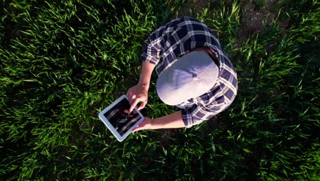 granjero usando una tableta en un campo de trigo. vista desde arriba de un granjero con camisa azul usando una tablita en un campo joven de trigo. imágenes de alta calidad en 4k