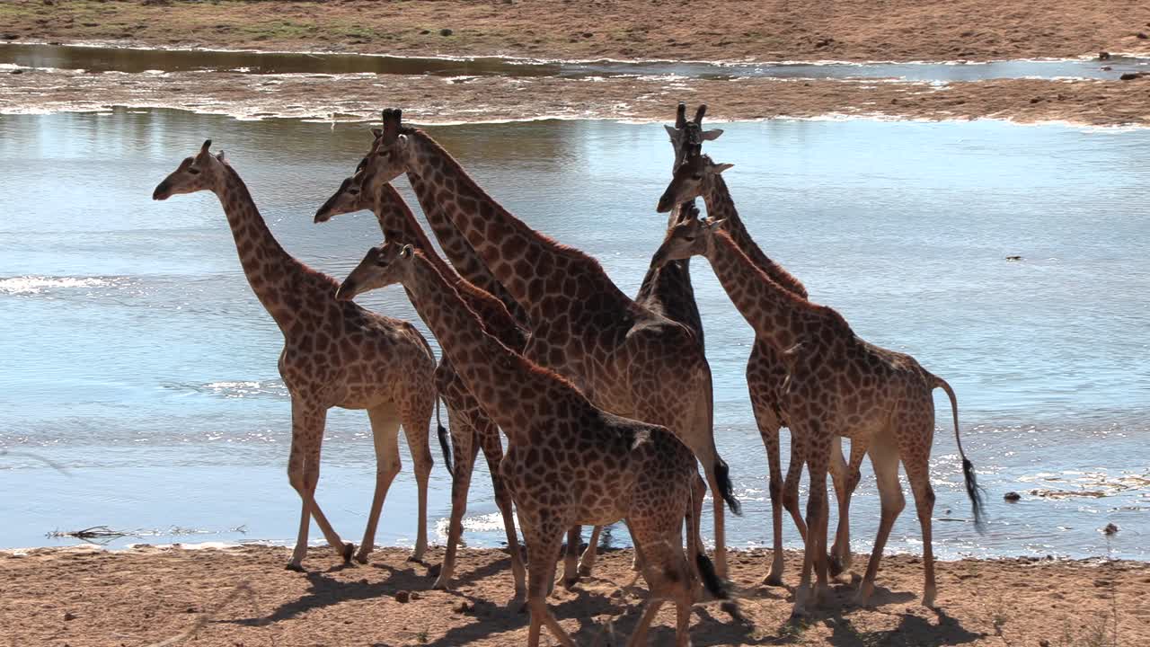 A large group of Giraffe elegantly moves together next to a river in Africa