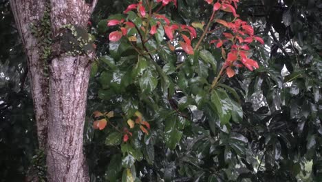 Close-up-green-fresh-leave-branch-under-tropical-rain,-water-drop-falling-in-the-forest