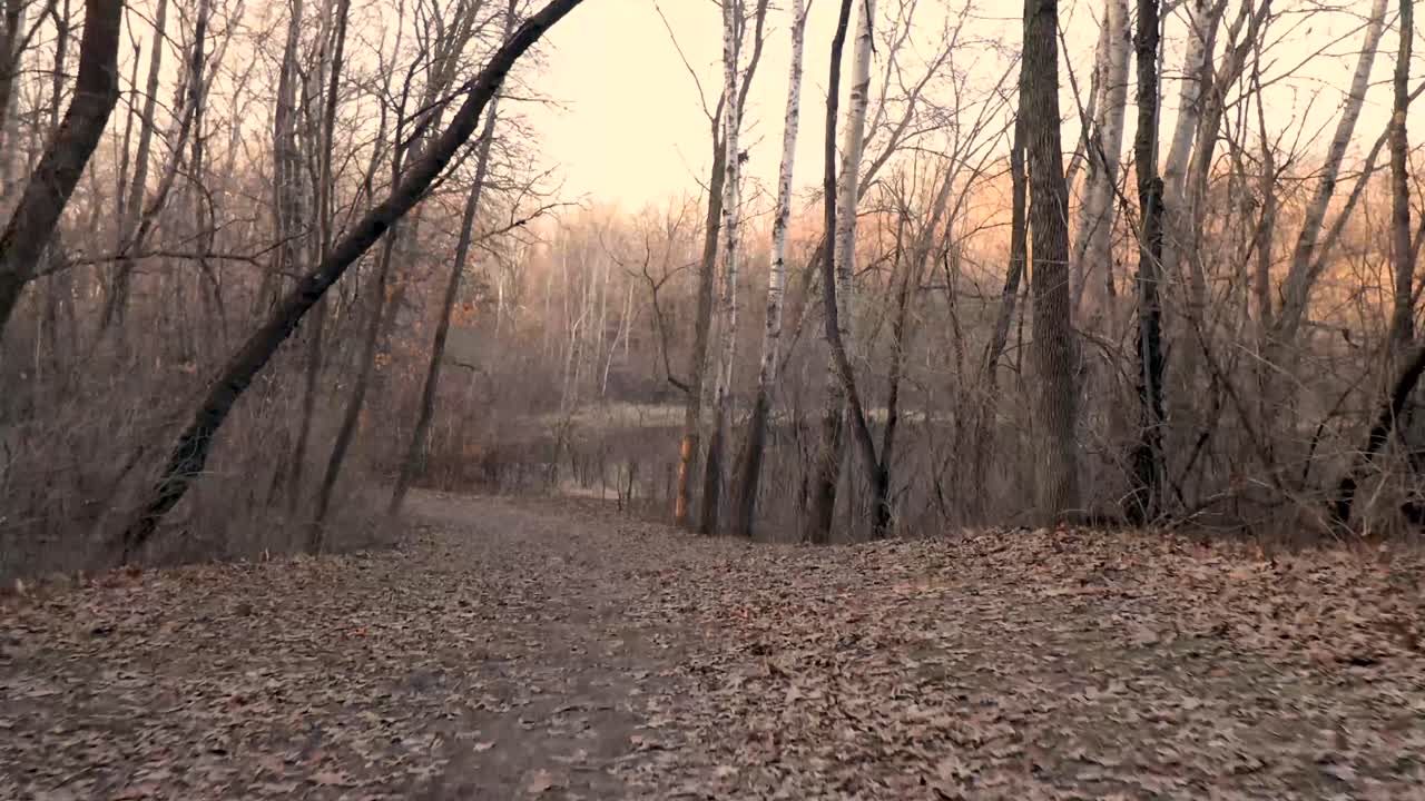 Handheld follow shot of someone walking on the trail covered completely in beautiful autumn leaves surrounded by naked trees at Hyland Lake Park, Bloomington, MN