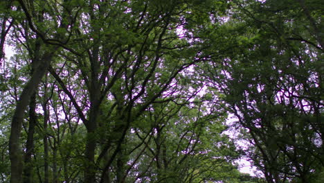 camera pans around looking through trunks and leaves of trees in dense forest in countryside 2