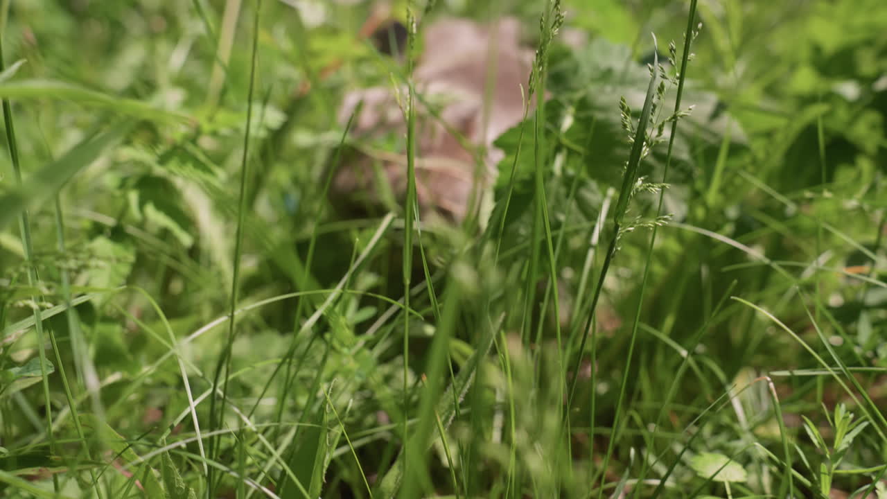Closeup Gray Cat Emerging Through Tall Grass, Soft Whiskers And Focused Eye Breaking Through Blades, Shallow Depth And Bokeh, Intimate Nature Portrait, Warm Summer Tones, Hidden Discovery Feel