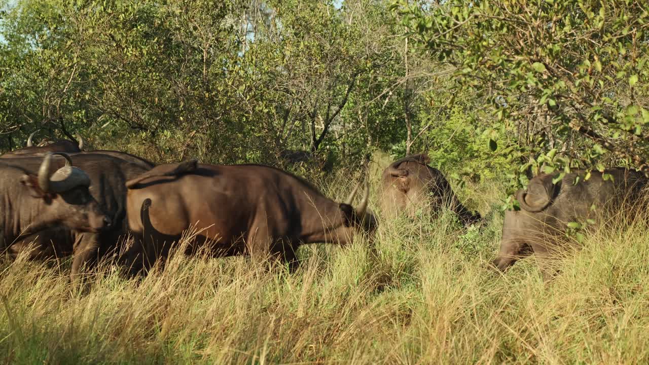A herd of Cape buffalo moving through the green long grass in Kruger National Park.