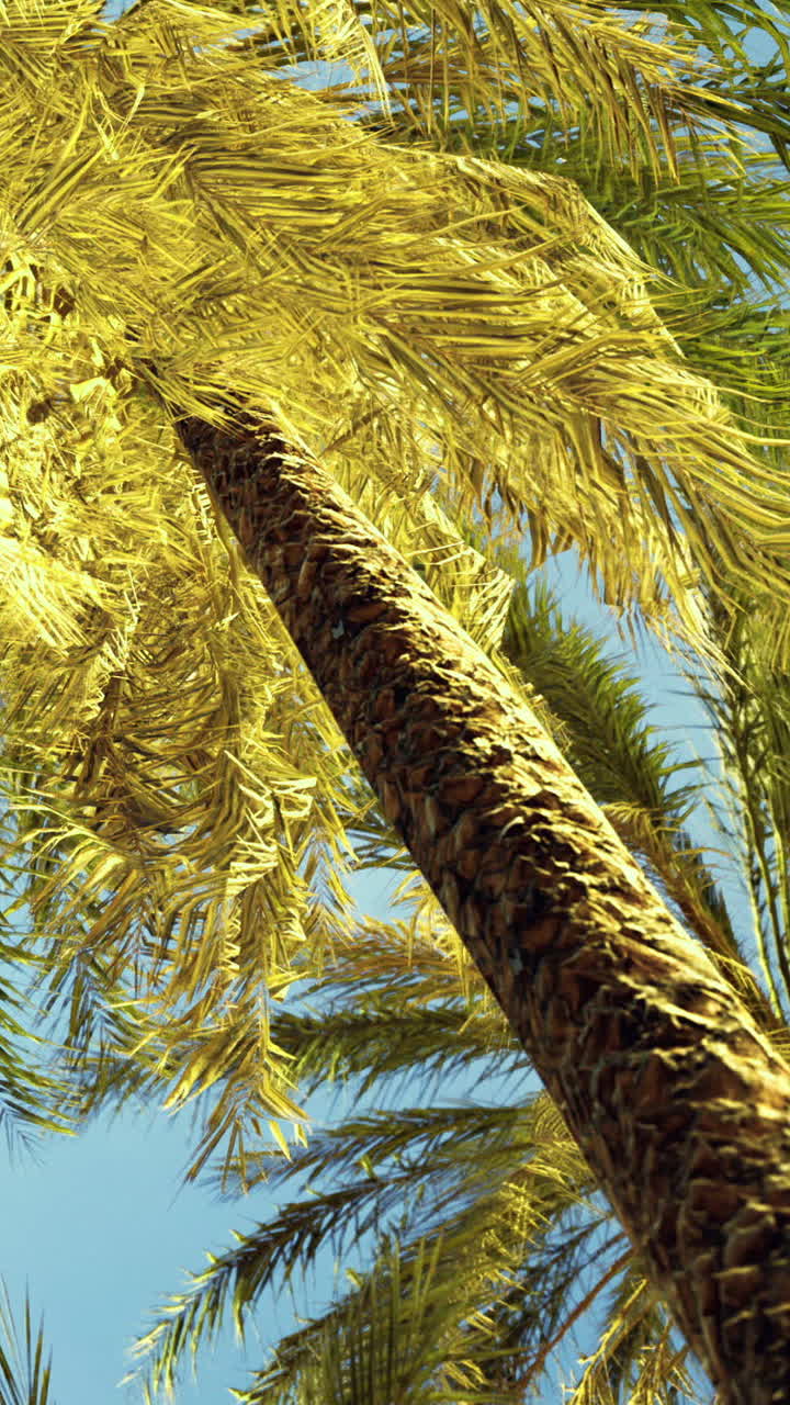 Palm trees reach for the sky in a sunny tropical environment