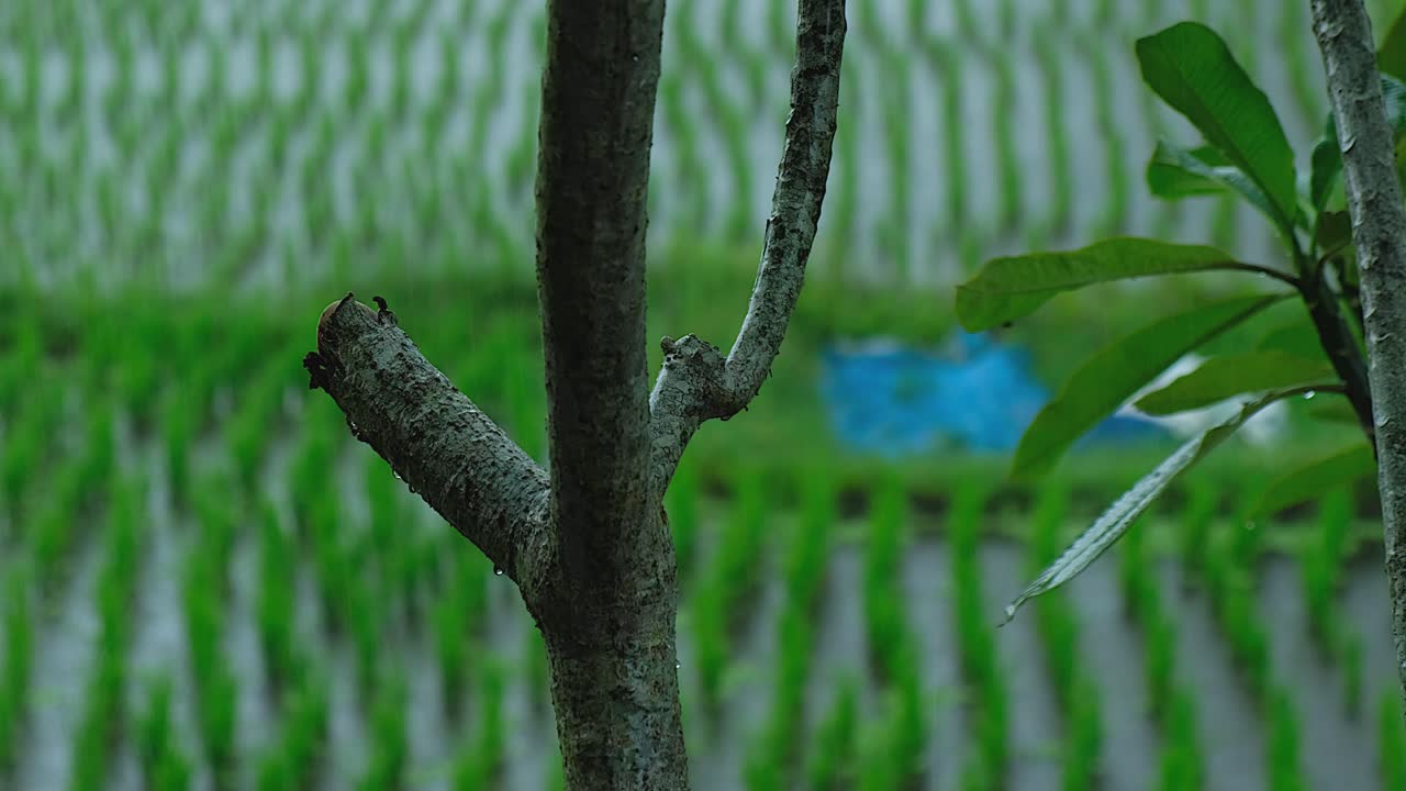 it always rain in bali.