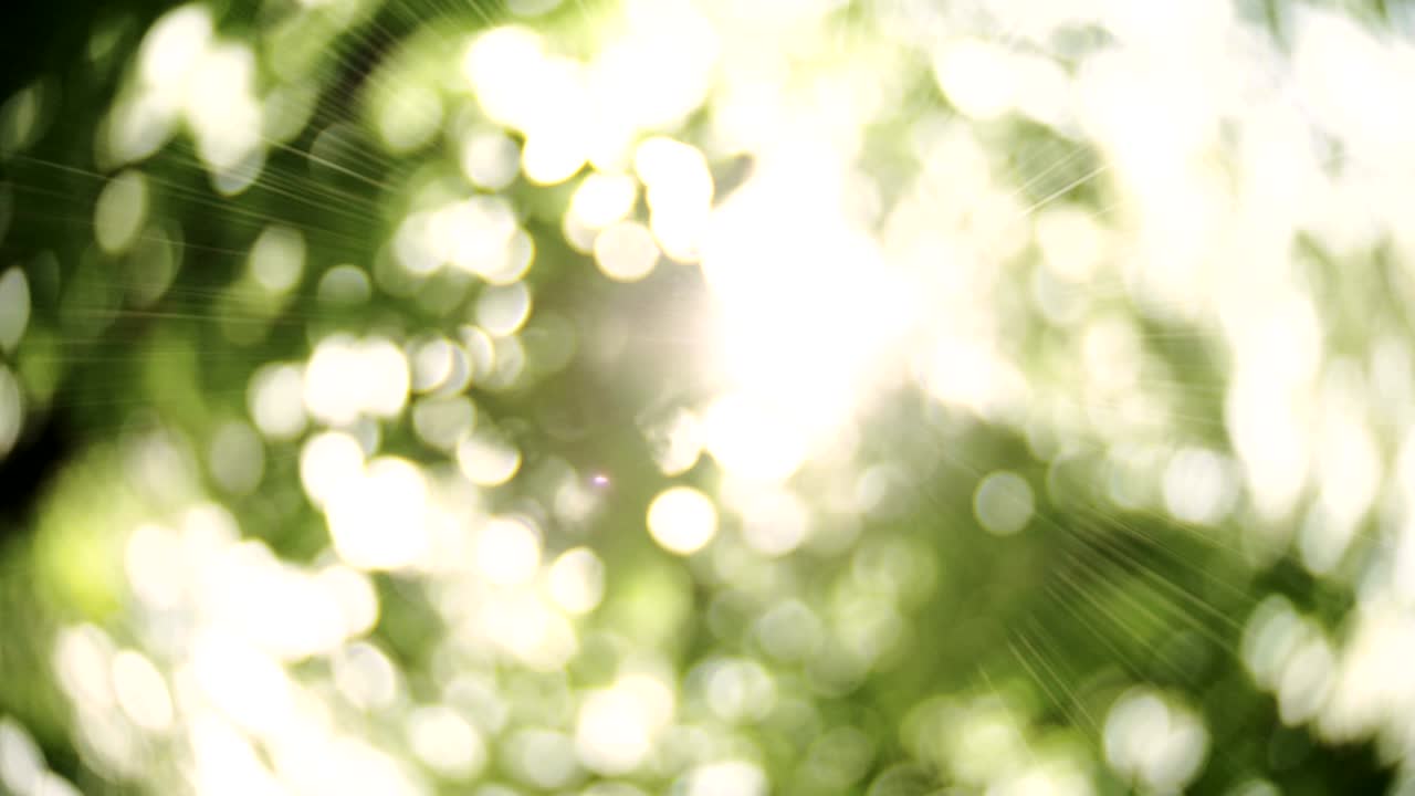 잎을 통해 태양에서 보케 빛