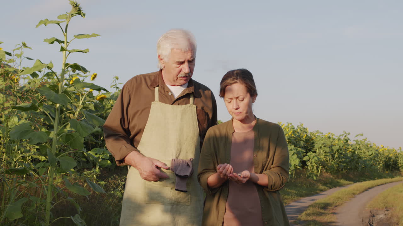 Farmers Walking Down Sunflower Field