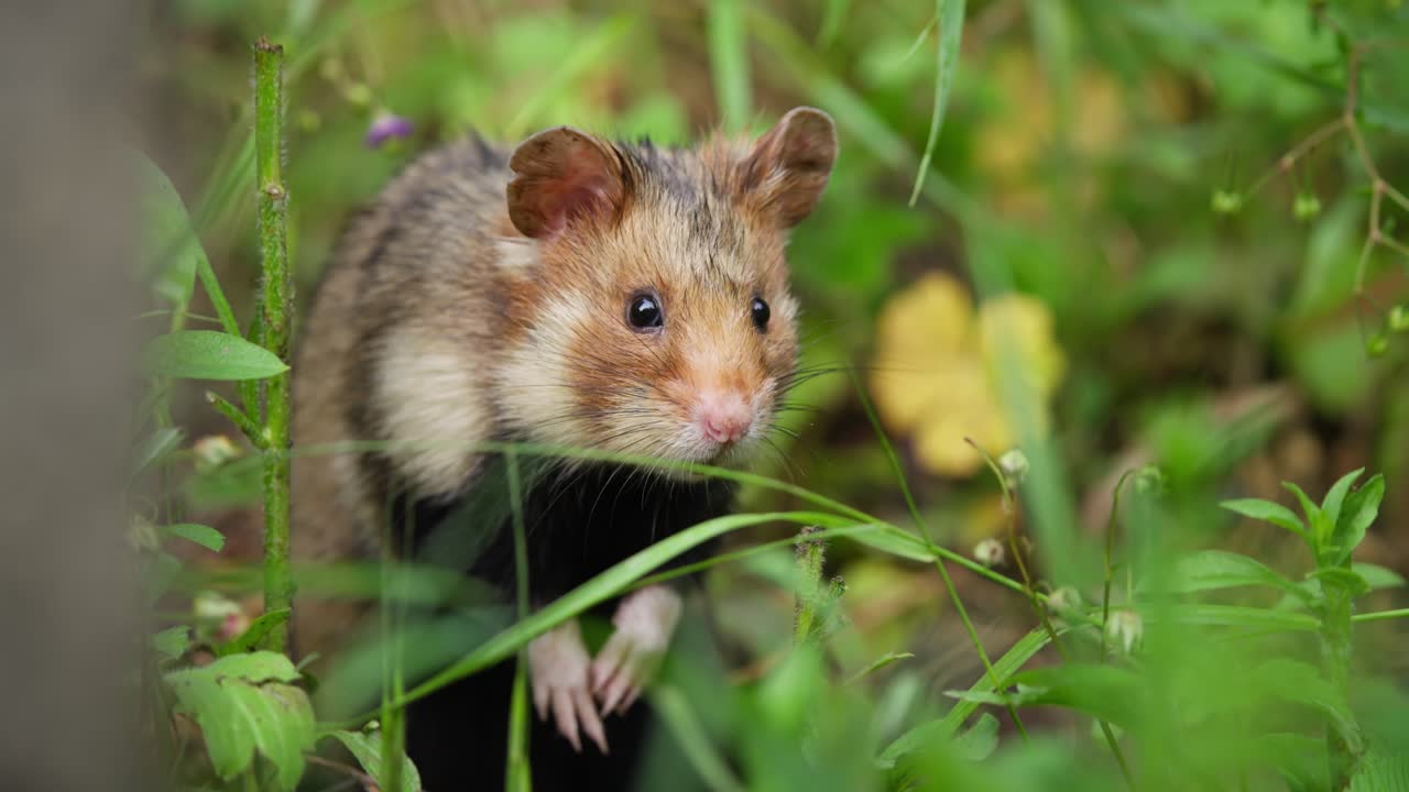 Hámster europeo se levanta sobre las patas traseras en el sotobosque, con una mirada curiosa