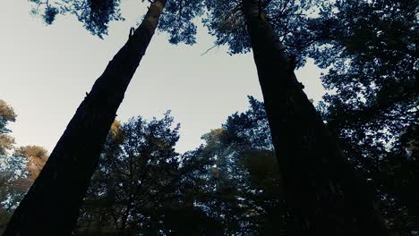 círculo giratorio en el bosque mirando al cielo