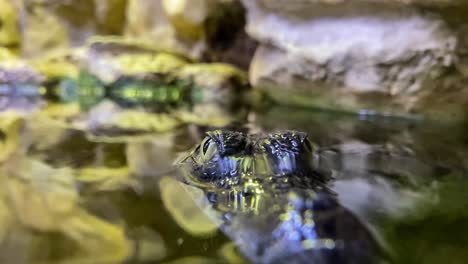 alligator head sticking out of the water