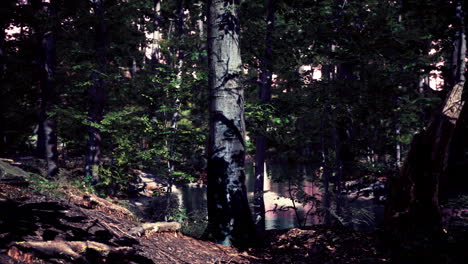 Forest-scene-with-mossy-ground-in-sunny-evening-in-summer