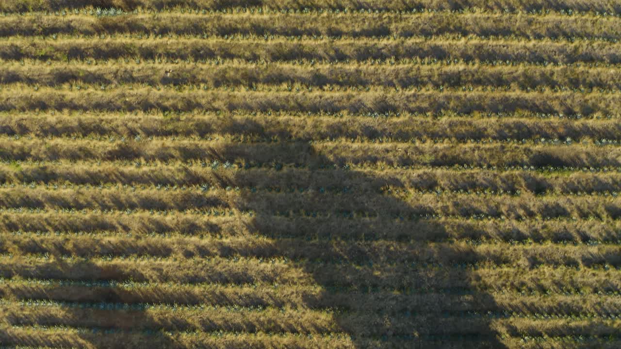 vista aérea de arriba hacia abajo de los campos de agave azul en tequila mexico en un día soleado