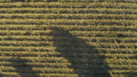vista aérea de arriba hacia abajo de los campos de agave azul en tequila mexico en un día soleado
