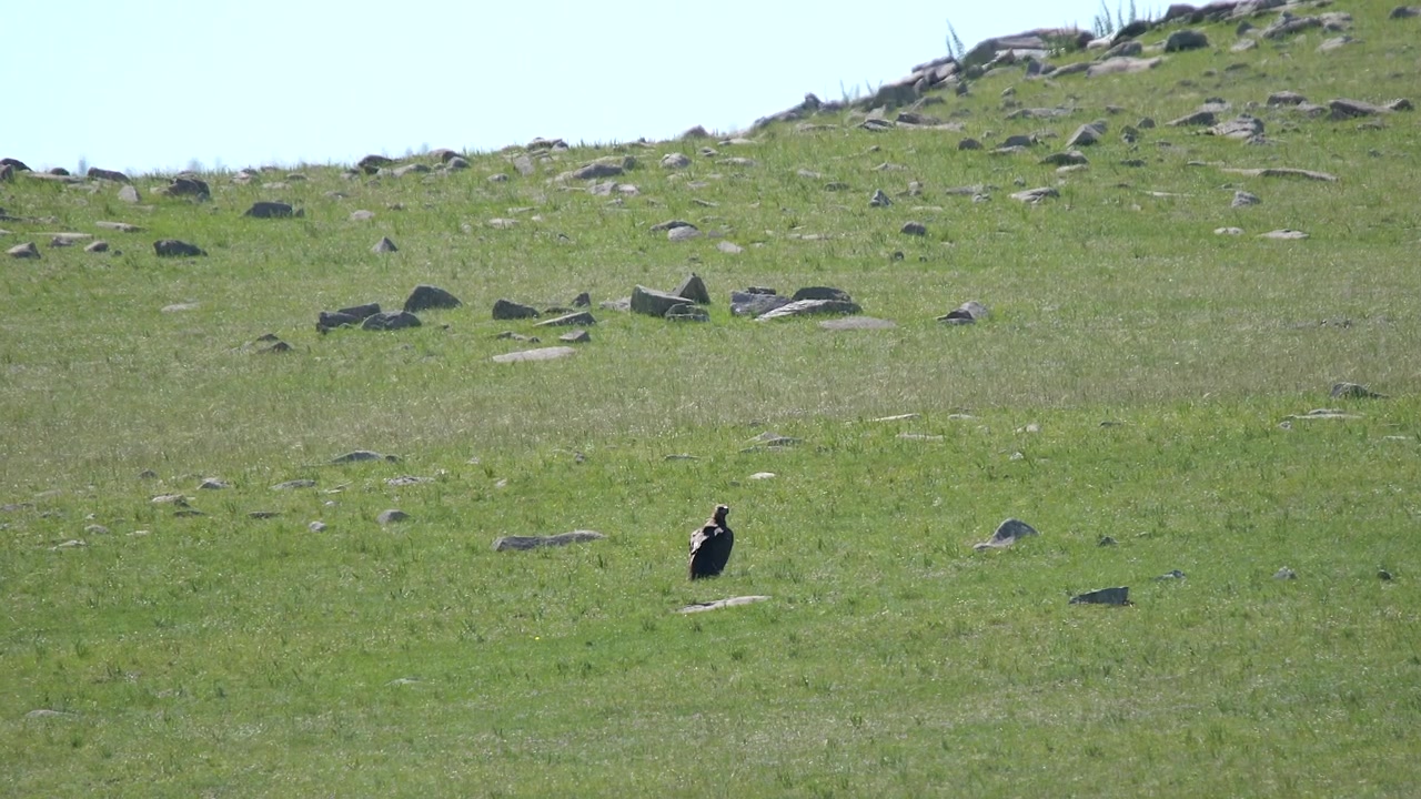 Aquila reale appollaiata su un pendio erboso