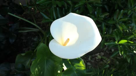 single whitle calla lily flower medium shot focus rack nature wildlife