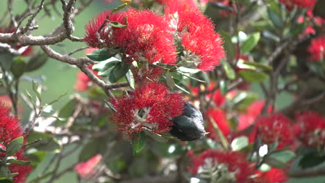 a tui bird in new zealand feeding on a pohutakawa tree in slow motion