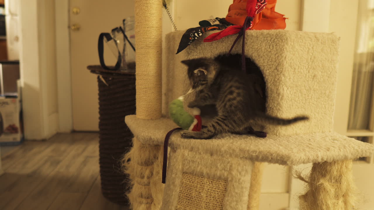 котенок табби игривый и любопытный в кошачьей башне, средний снимок