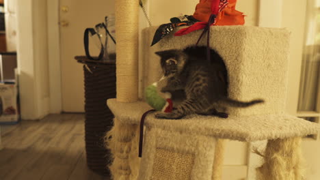 tabby kitten is playful and curious in cat tower, medium shot