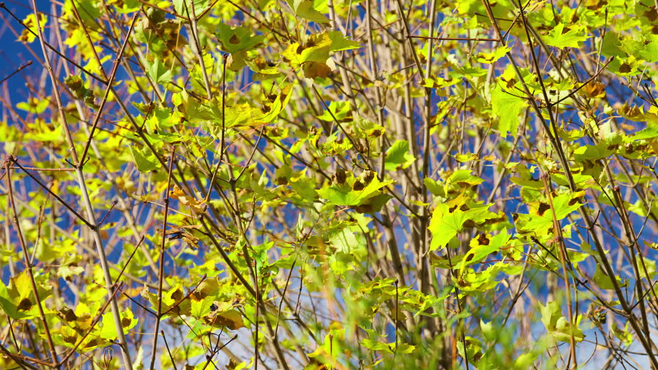 Vibrant green leaves on tree branches sway gently under clear blue sky