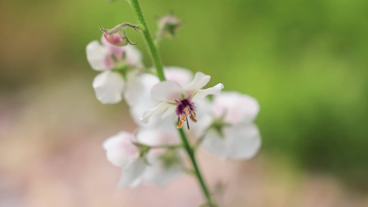 White Flower With Dark Burgundy Center With Creamy Background Blowing in Wind Cinematic HD