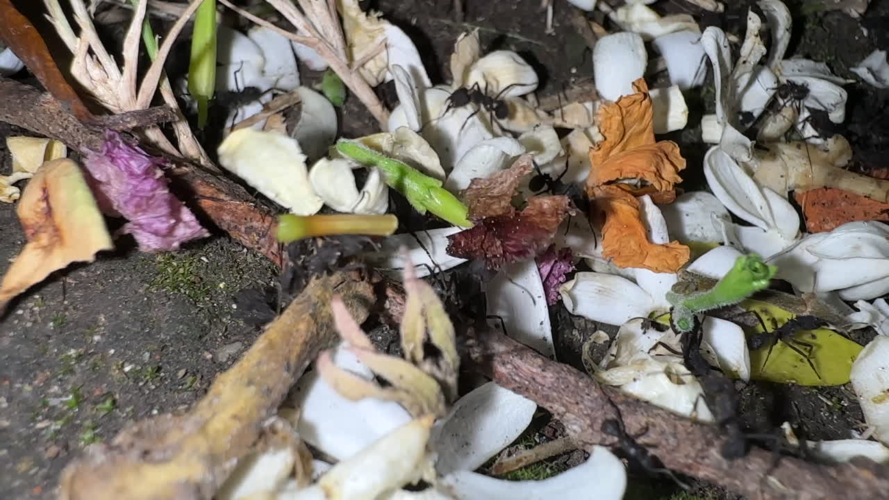 Ants Working at Night Time 7