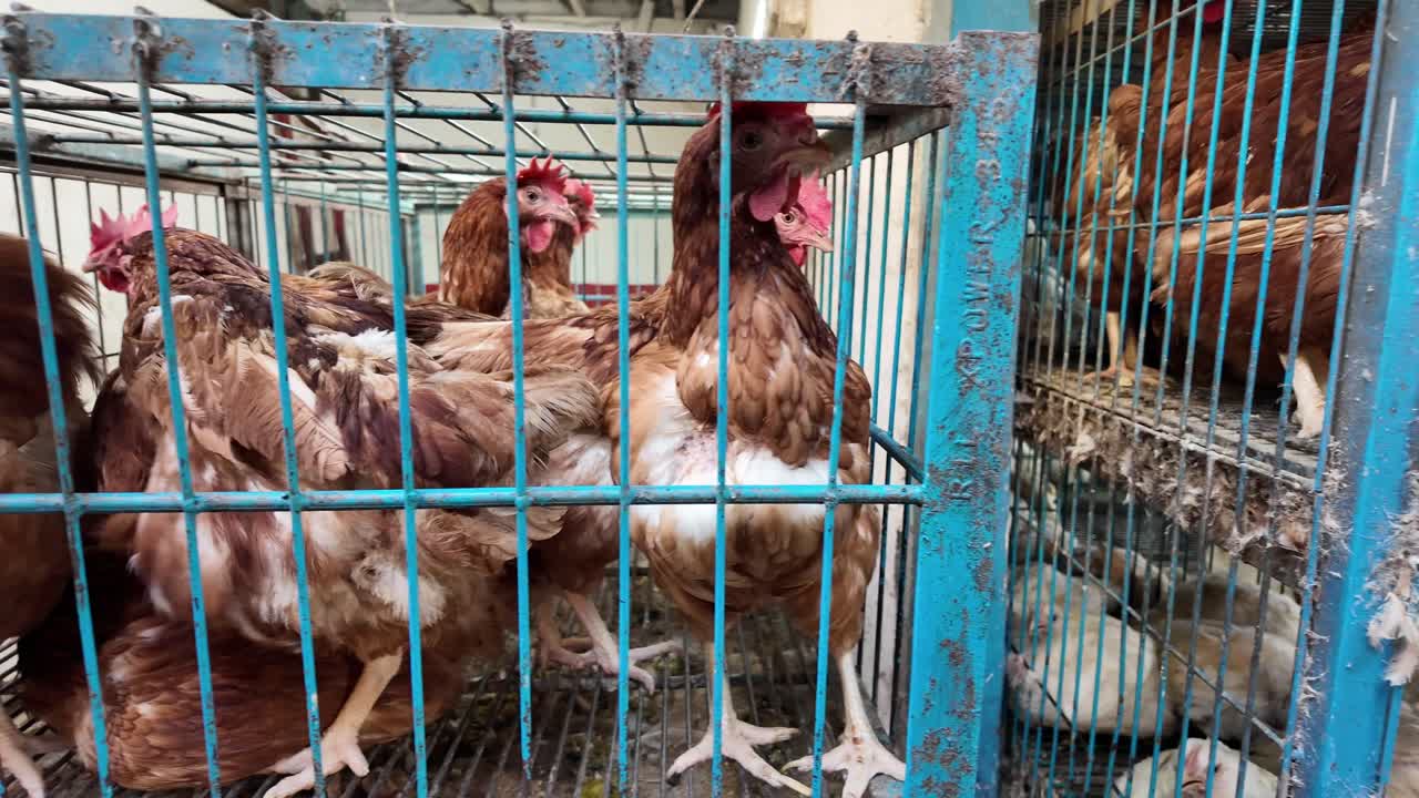pollos en jaulas en un mercado