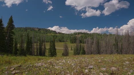 a forest dominated by coniferous trees with scattered rocks strewn across the ground - timelapse