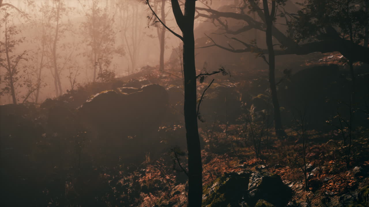 안개 가득한 가을의 숲 풍경