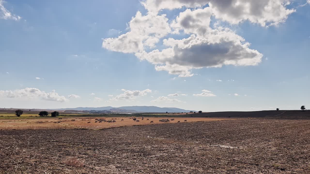 vacas, terneros, ovejas y cabras caminando y alimentándose de hierba en los campos del pueblo