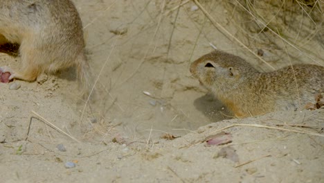 Zeitlupenaufnahme-Von-Zwei-Eichhörnchen,-Die-Sich-Im-Freien-Vor-Einem-Sandigen-Zuhause-Bekämpfen,-Nahaufnahme