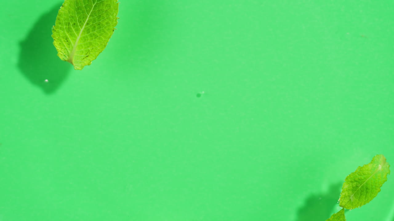 Mint leaves in water on green background. Freshness.