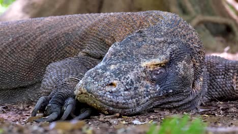 Close-up-of-big-komodo-dragon-opening-and-closing-its-eyes,-sharp-claws-and-armoured-skin-in-natural-habitat-of-Komodo-Island