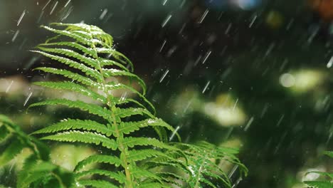 Rain drops fall on green fern leaf in the garden. Watering the green grass. Slow motion.