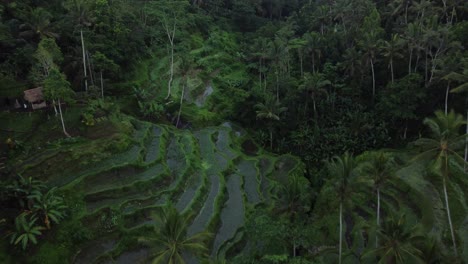 Aerial-focus-over-rice-terraces-in-Tegalalang-Bali-Indonesia