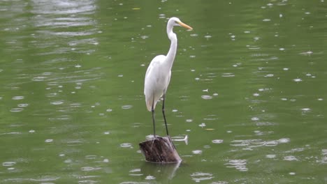 Zwischenreiher,-Der-In-Einer-Holzstange-Steht,-Grüner-Wasserteich-Im-Regen